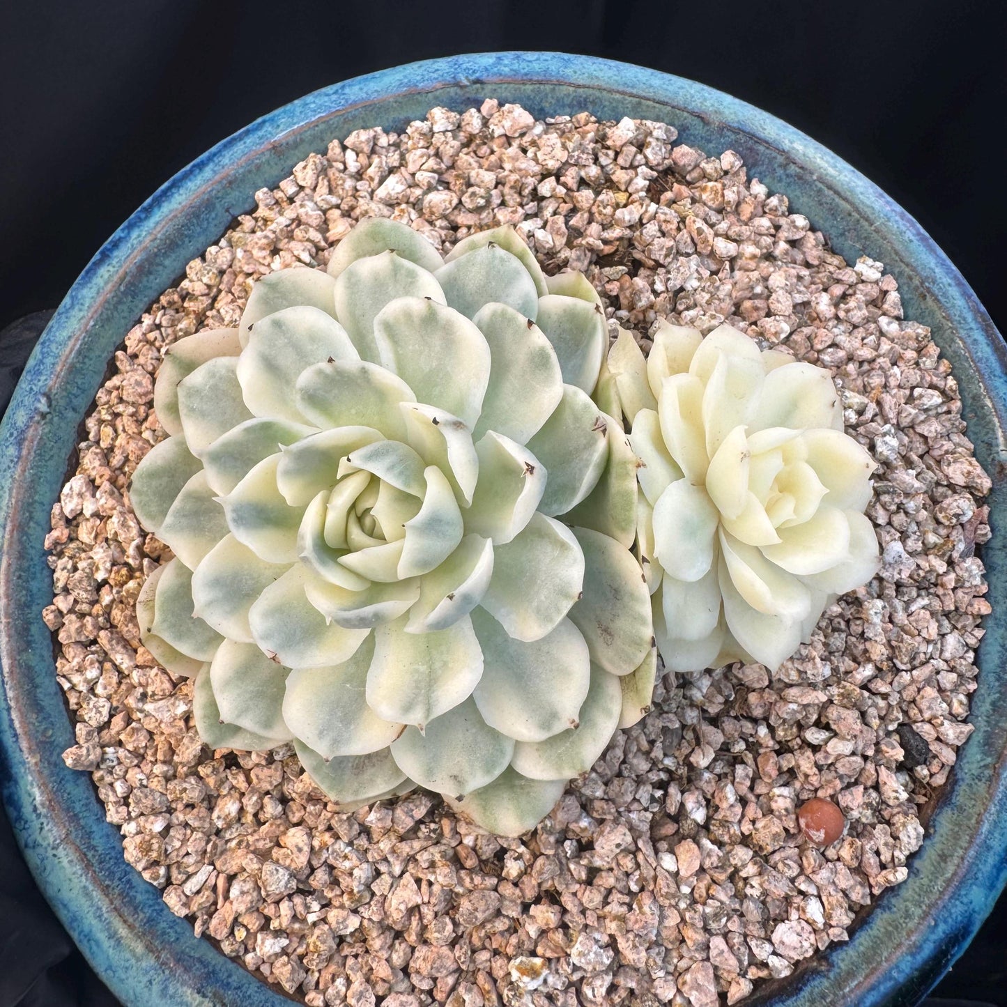 Echeveria ' Onslow variegated ', 2heads, 4.0inches, R12