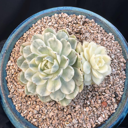 Echeveria ' Onslow variegated ', 2heads, 4.0inches, R12