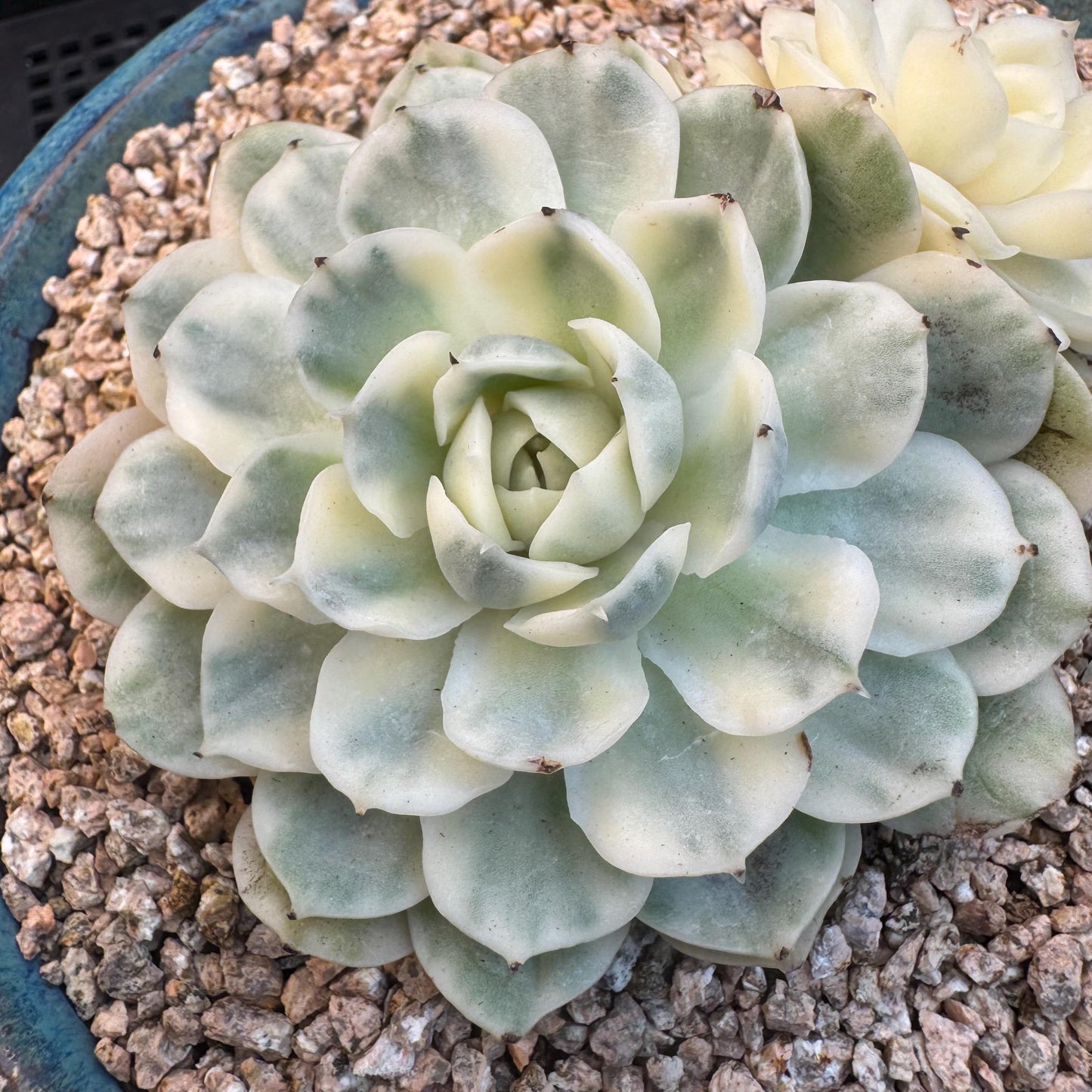Echeveria ' Onslow variegated ', 2heads, 4.0inches, R12
