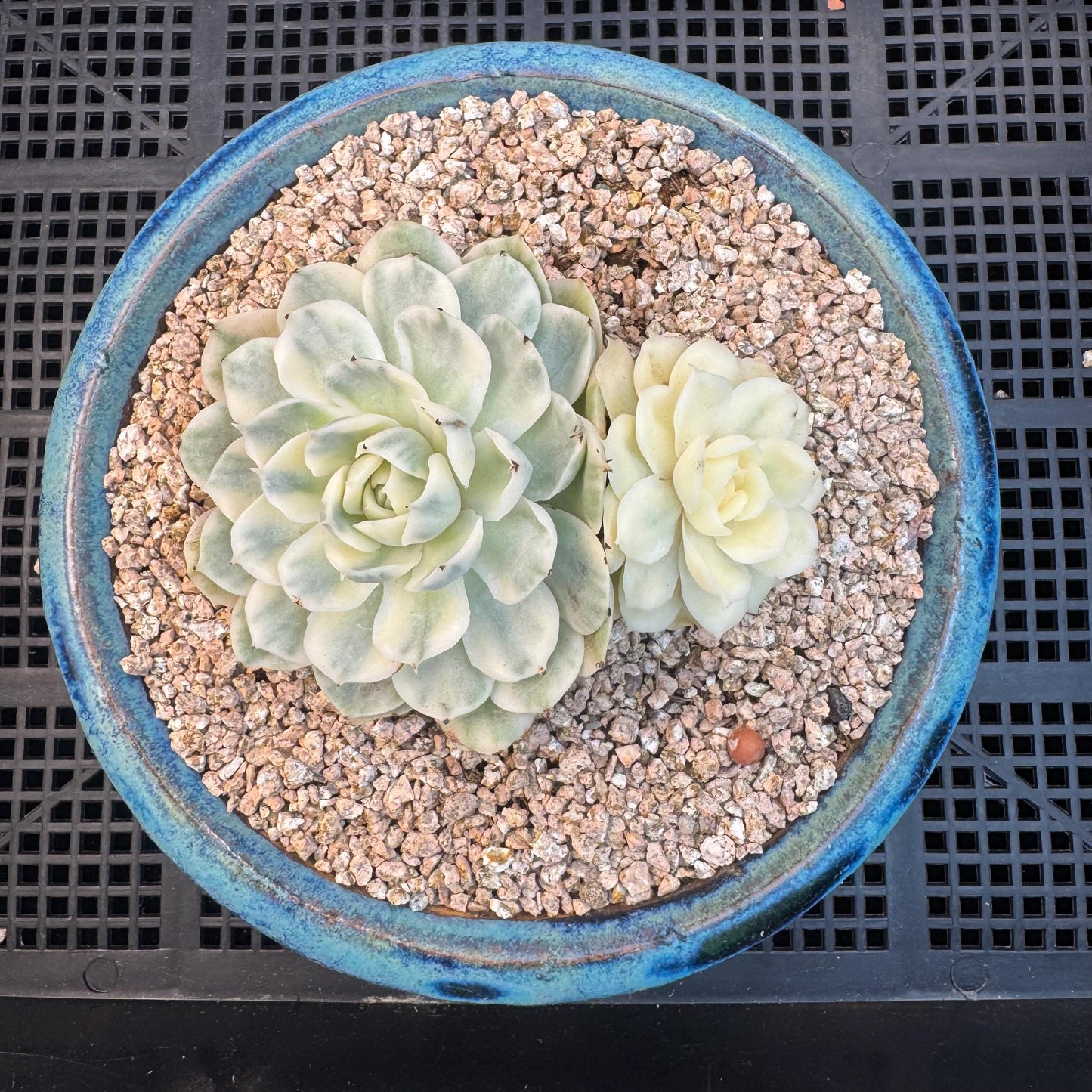 Echeveria ' Onslow variegated ', 2heads, 4.0inches, R12