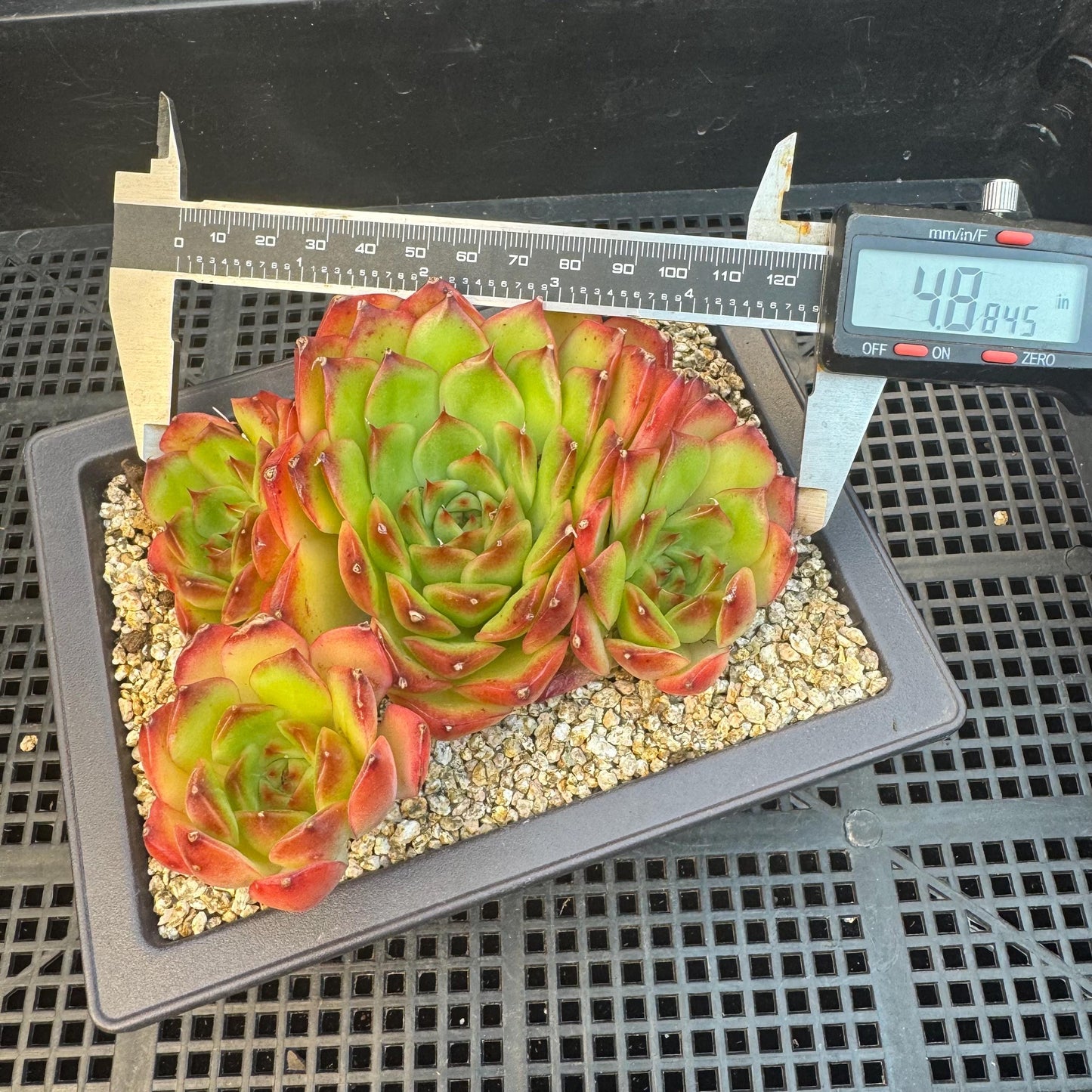 Echeveria ' Scarlet shadow ' cluster, 4.8inches, R18