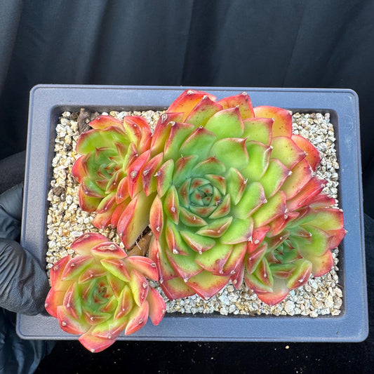 Echeveria ' Scarlet shadow ' cluster, 4.8inches, R18