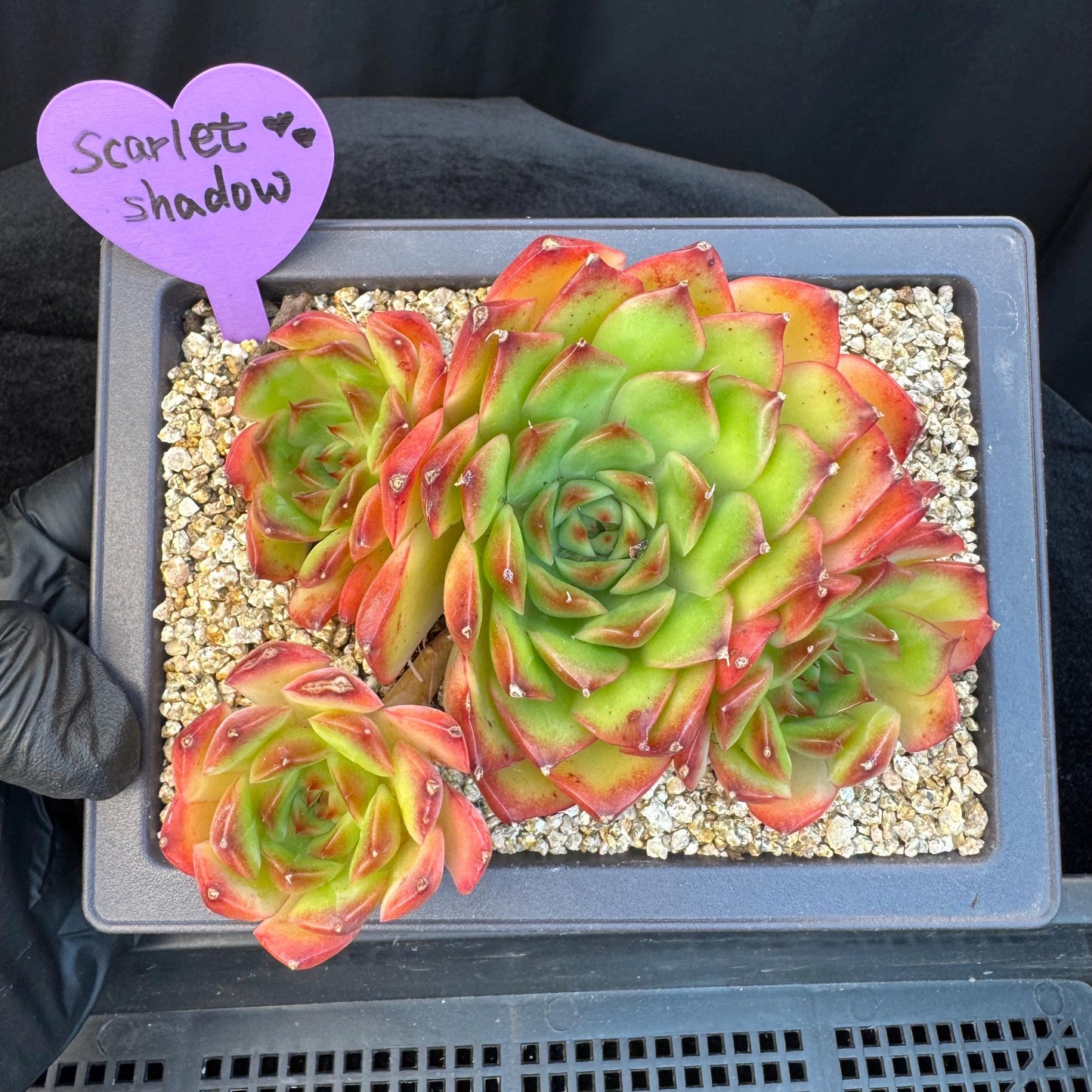 Echeveria ' Scarlet shadow ' cluster, 4.8inches, R18