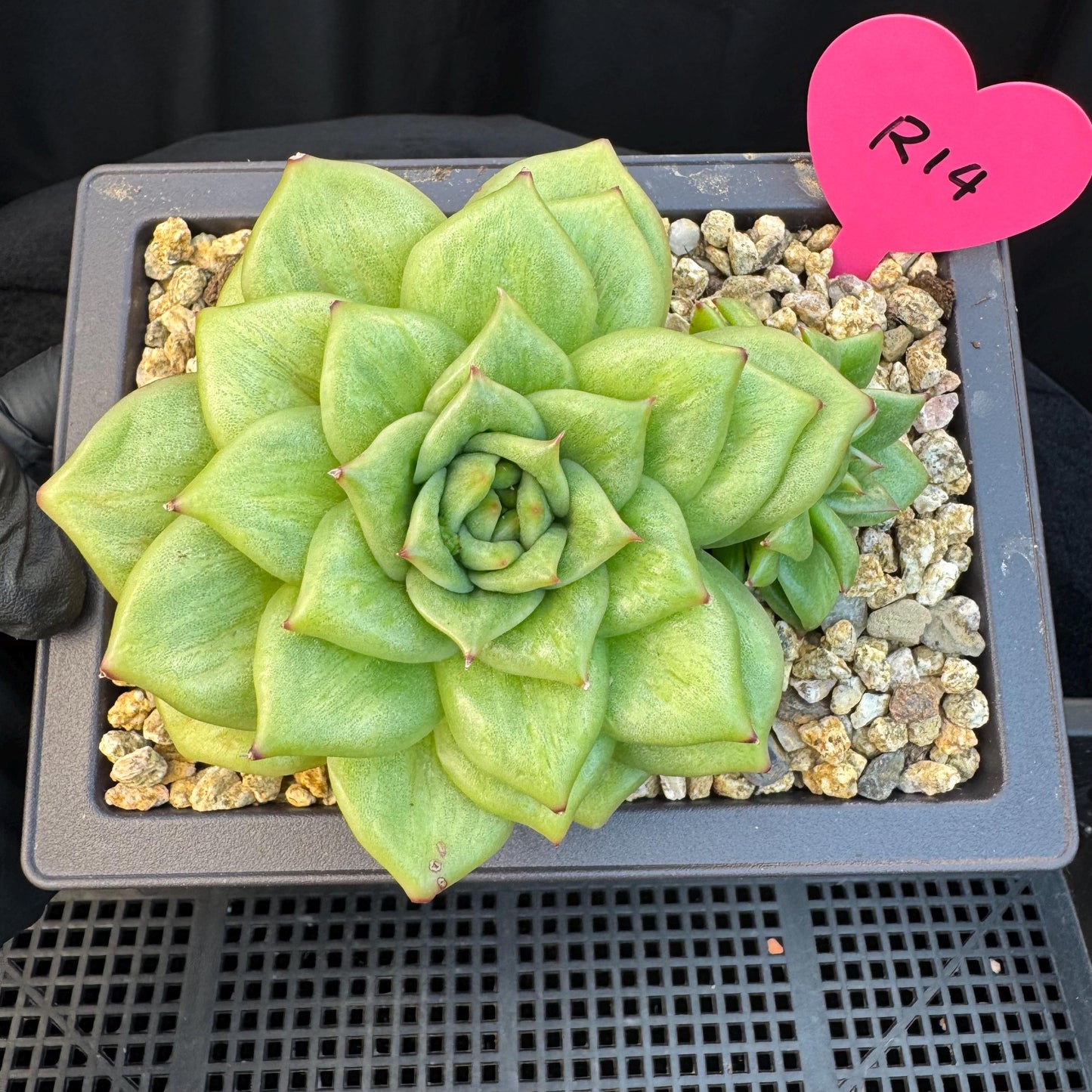 Echeveria ' Rose Marie Variegated ', 2heads, 4.4inches, R14