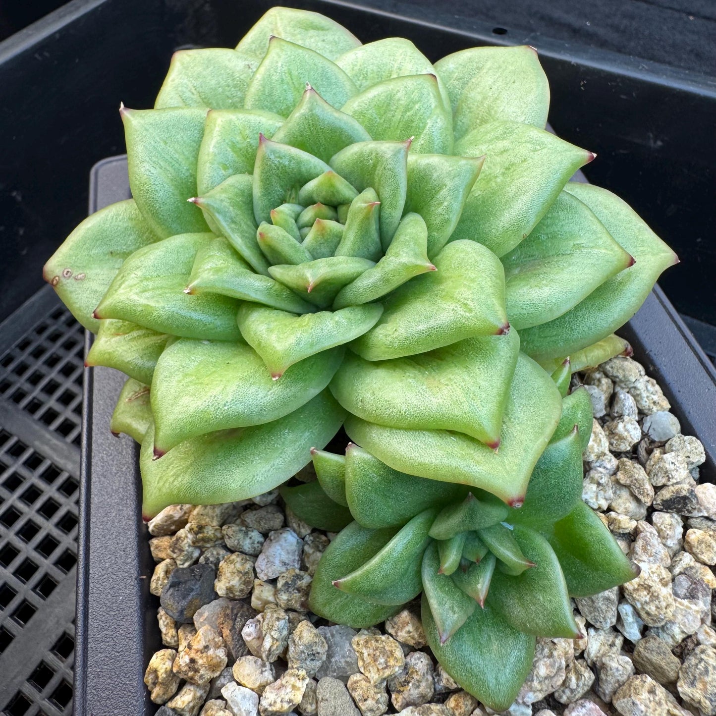 Echeveria ' Rose Marie Variegated ', 2heads, 4.4inches, R14