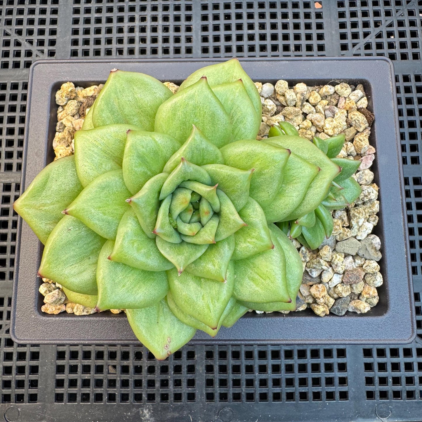 Echeveria ' Rose Marie Variegated ', 2heads, 4.4inches, R14