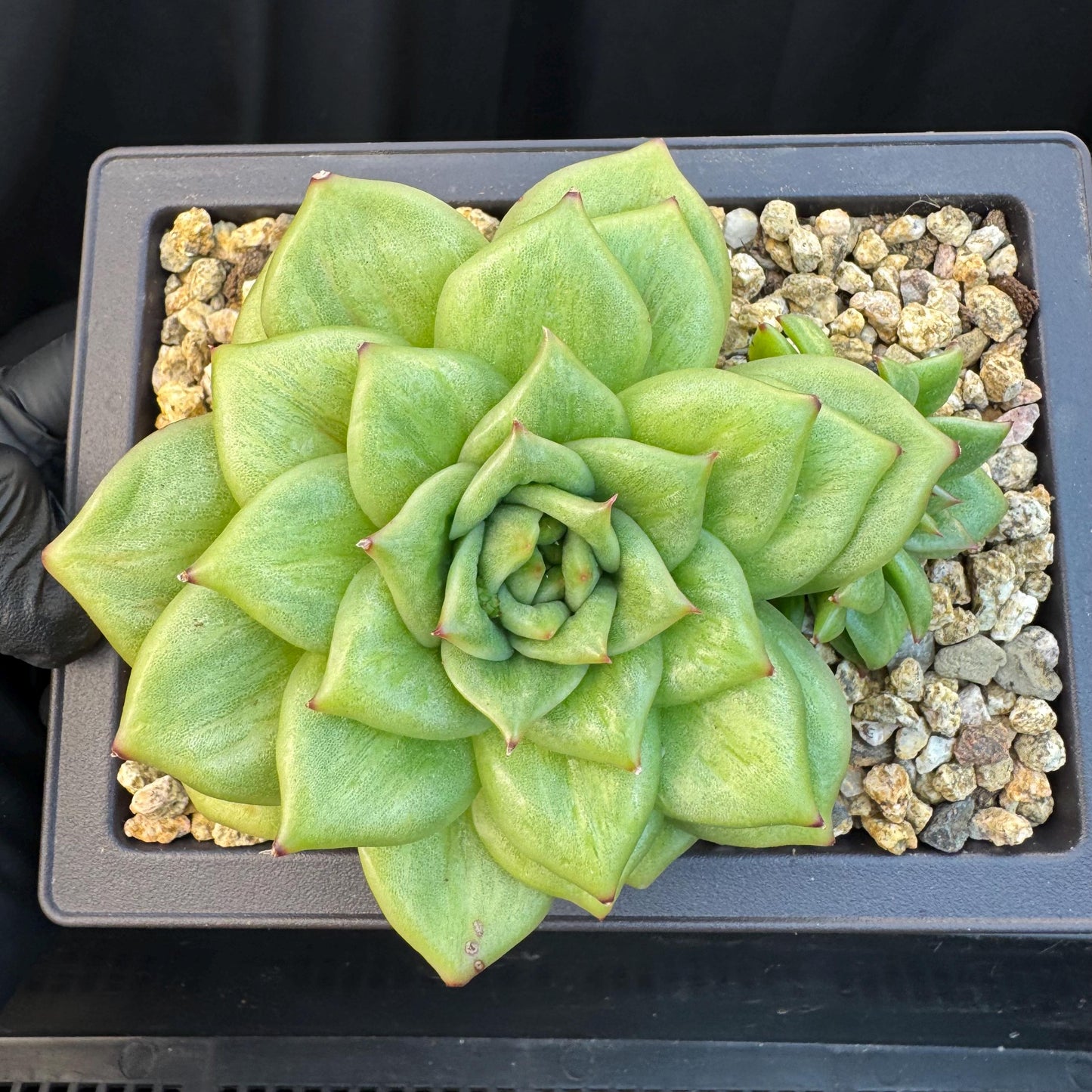 Echeveria ' Rose Marie Variegated ', 2heads, 4.4inches, R14