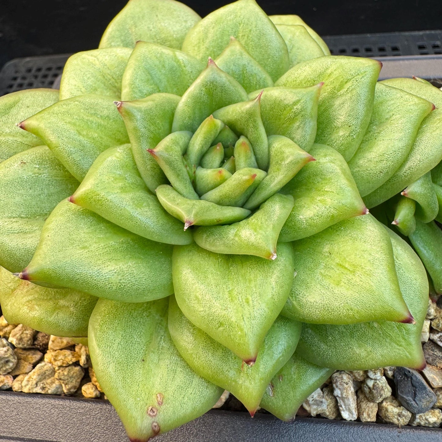 Echeveria ' Rose Marie Variegated ', 2heads, 4.4inches, R14