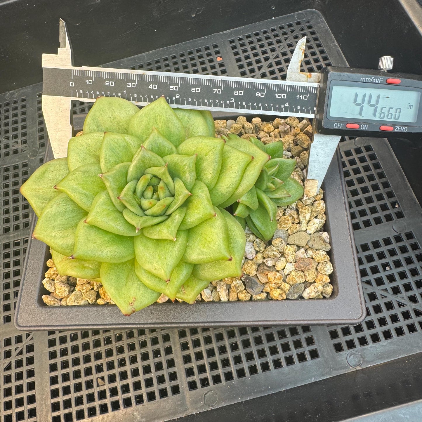 Echeveria ' Rose Marie Variegated ', 2heads, 4.4inches, R14