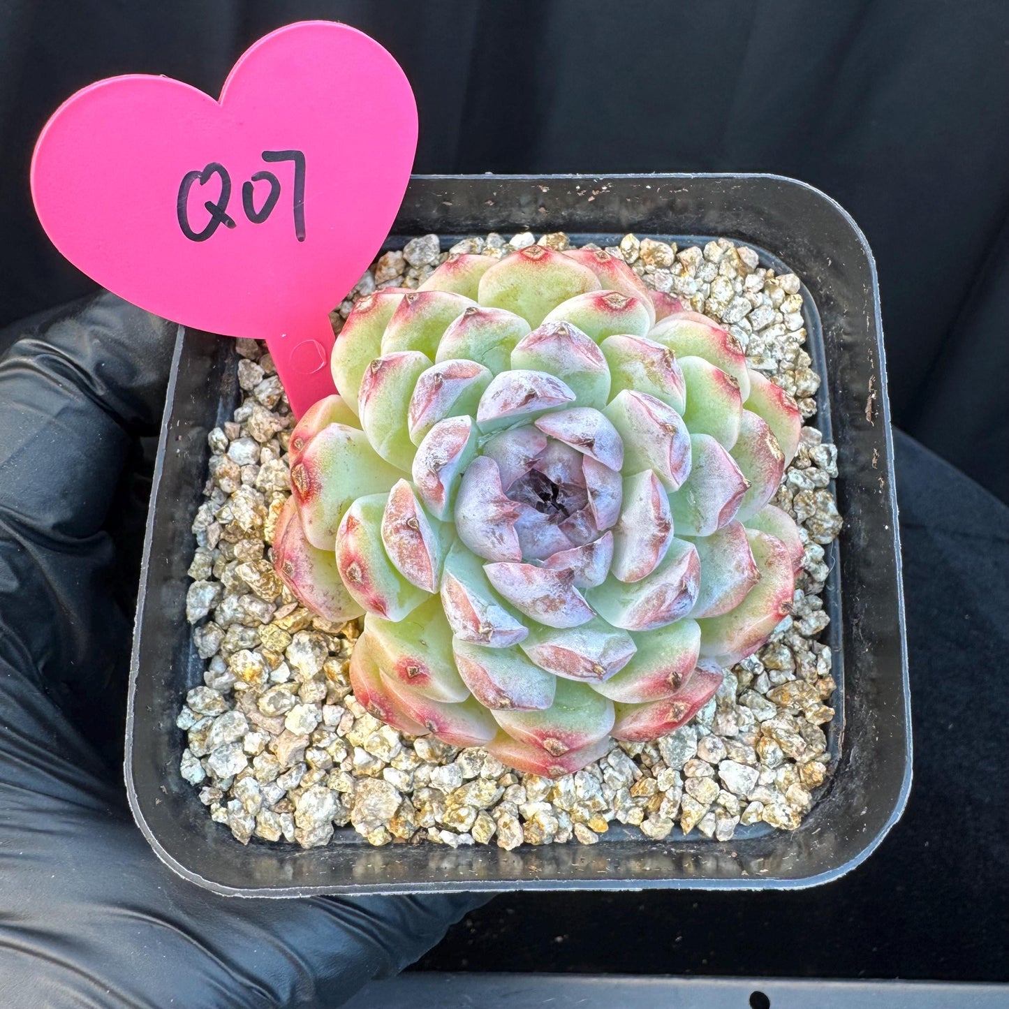 Echeveria ' Margarita sp. ', single head , 2.6inches, Q07