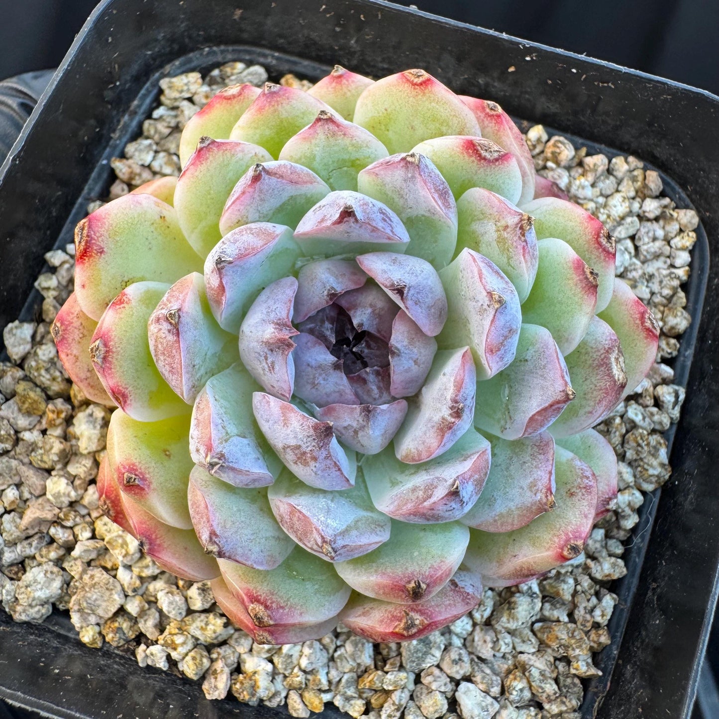 Echeveria ' Margarita sp. ', single head , 2.6inches, Q07