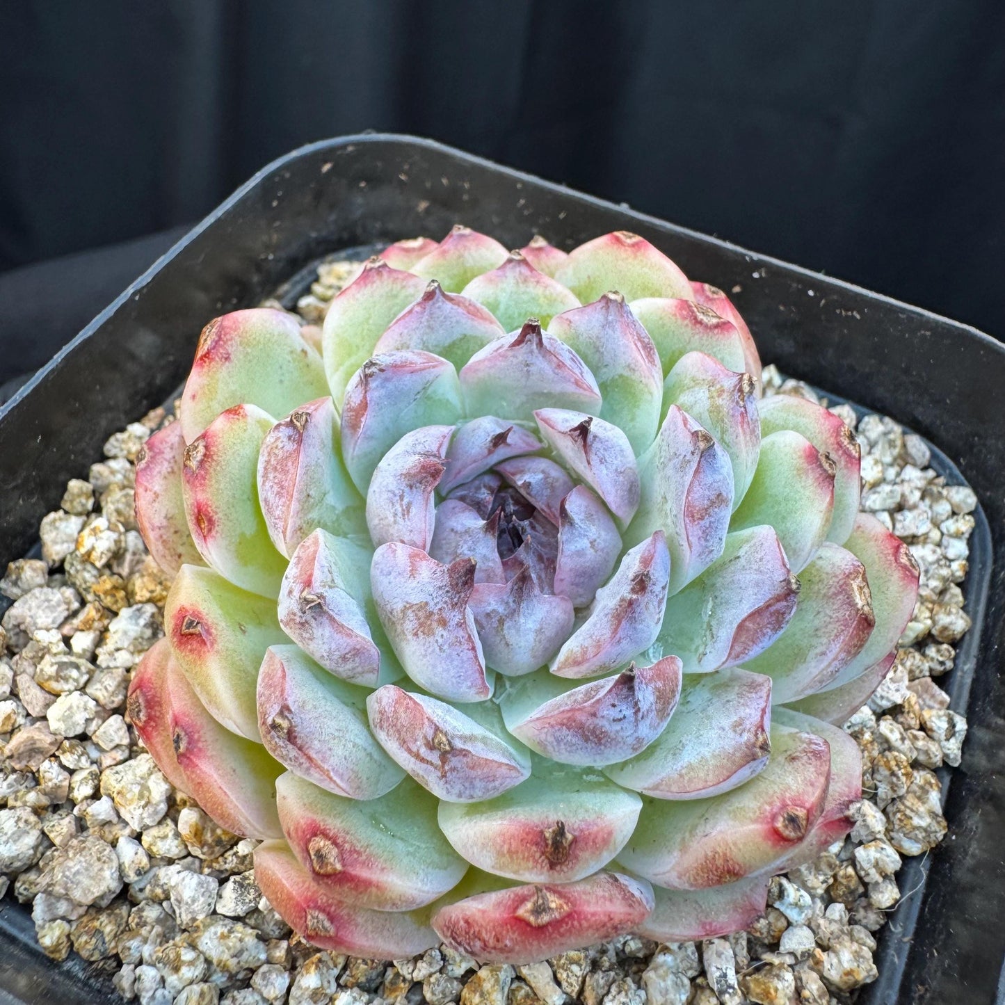 Echeveria ' Margarita sp. ', single head , 2.6inches, Q07