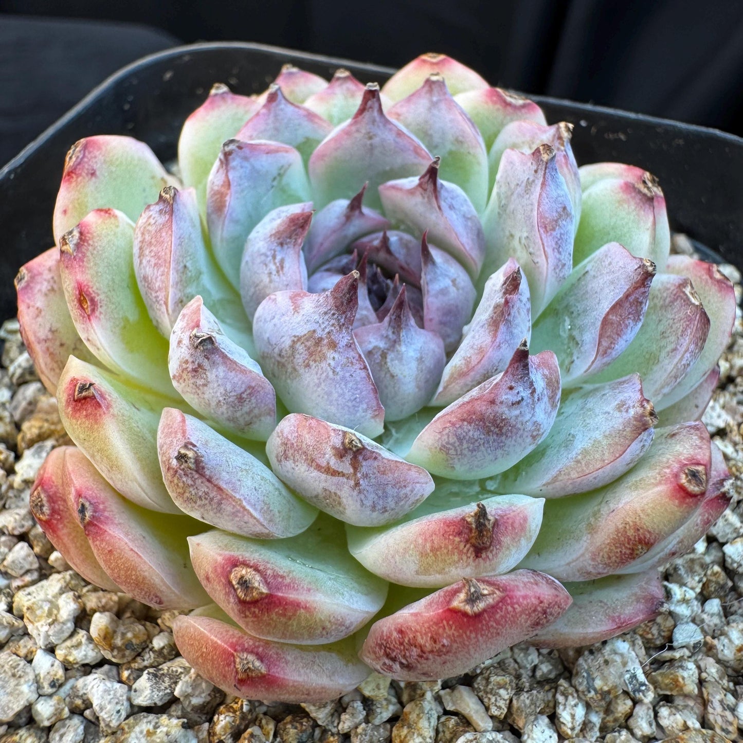 Echeveria ' Margarita sp. ', single head , 2.6inches, Q07