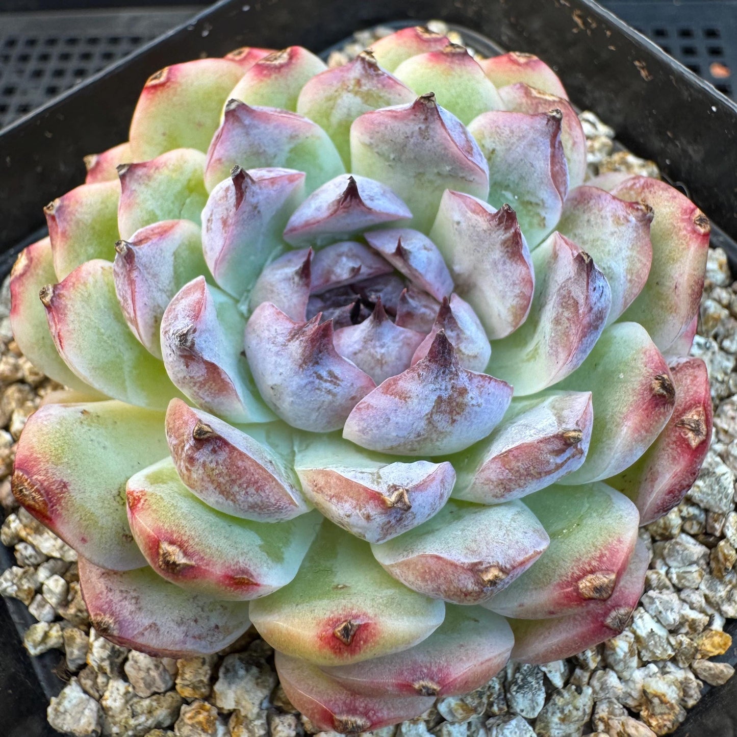 Echeveria ' Margarita sp. ', single head , 2.6inches, Q07