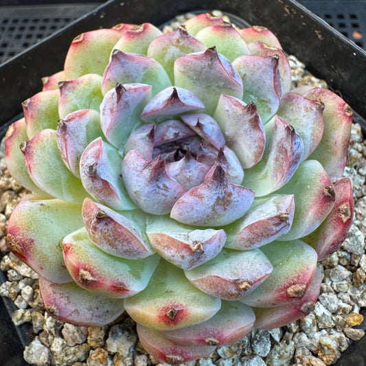Echeveria ' Margarita sp. ', single head , 2.6inches, Q07