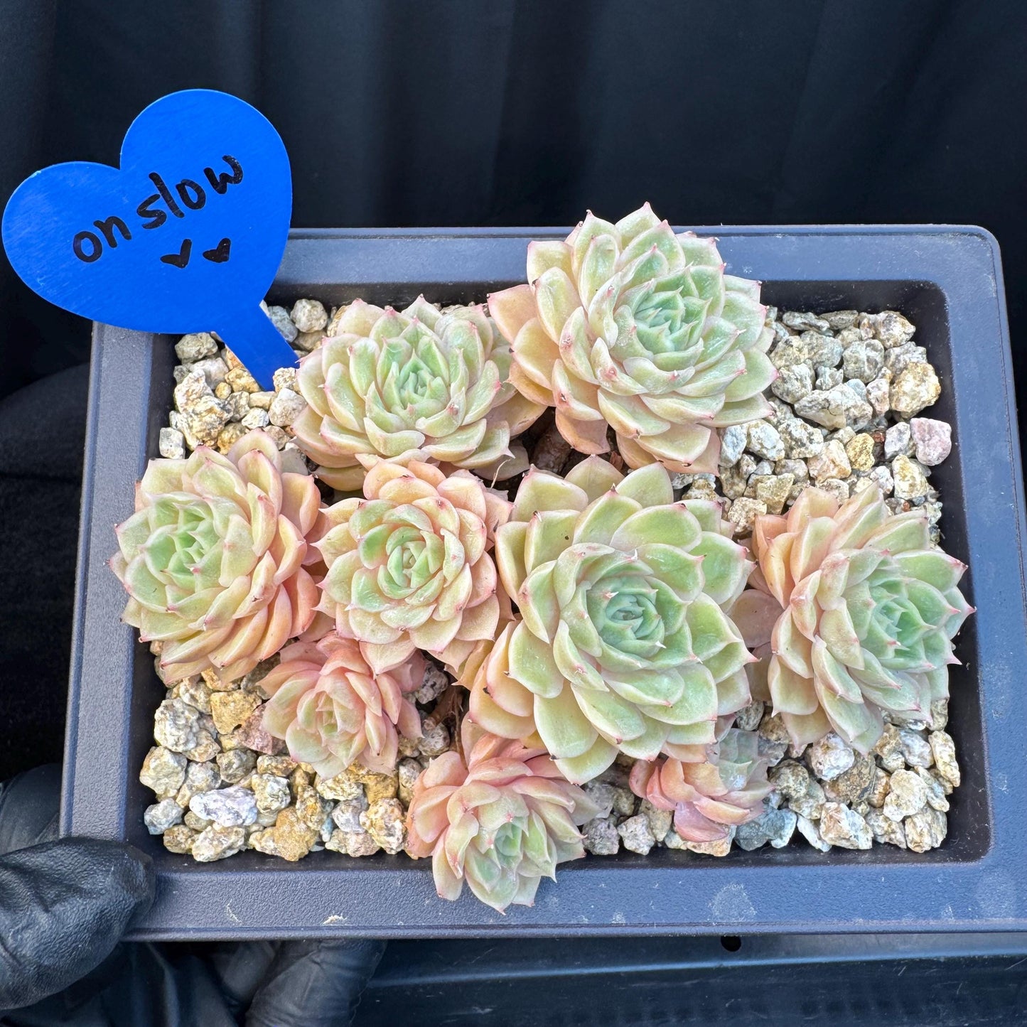 Echeveria ' Onslow ' cluster, 5.4inches, R04