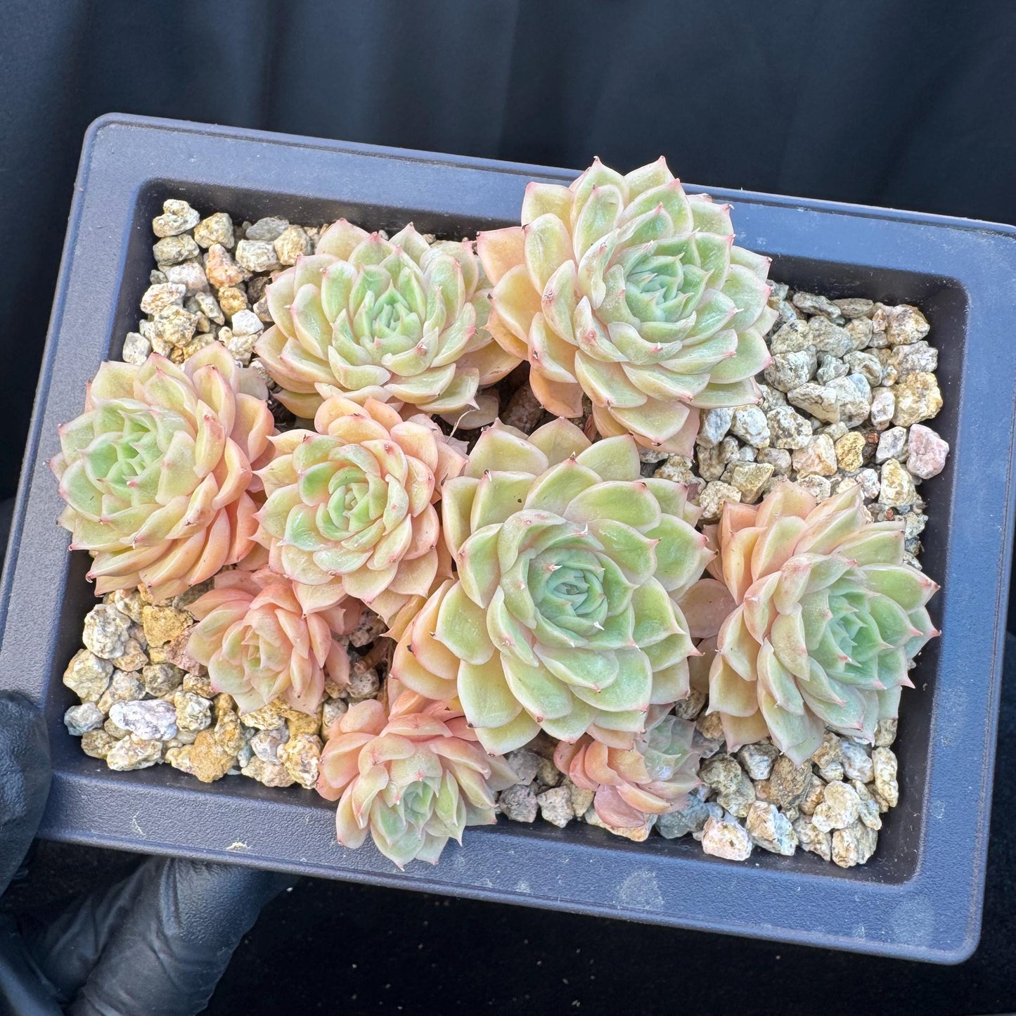 Echeveria ' Onslow ' cluster, 5.4inches, R04