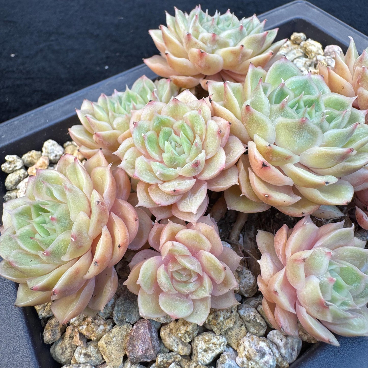 Echeveria ' Onslow ' cluster, 5.4inches, R04