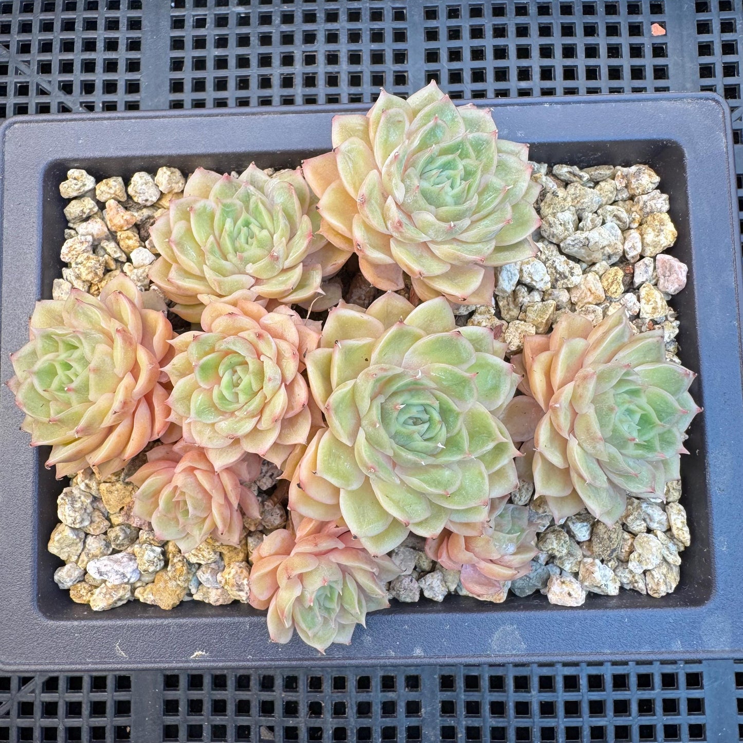 Echeveria ' Onslow ' cluster, 5.4inches, R04
