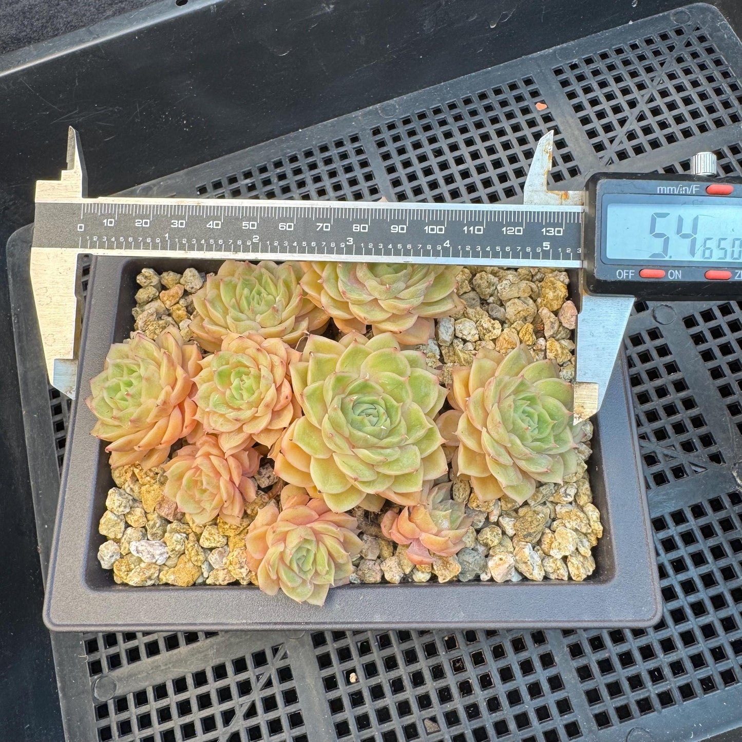 Echeveria ' Onslow ' cluster, 5.4inches, R04