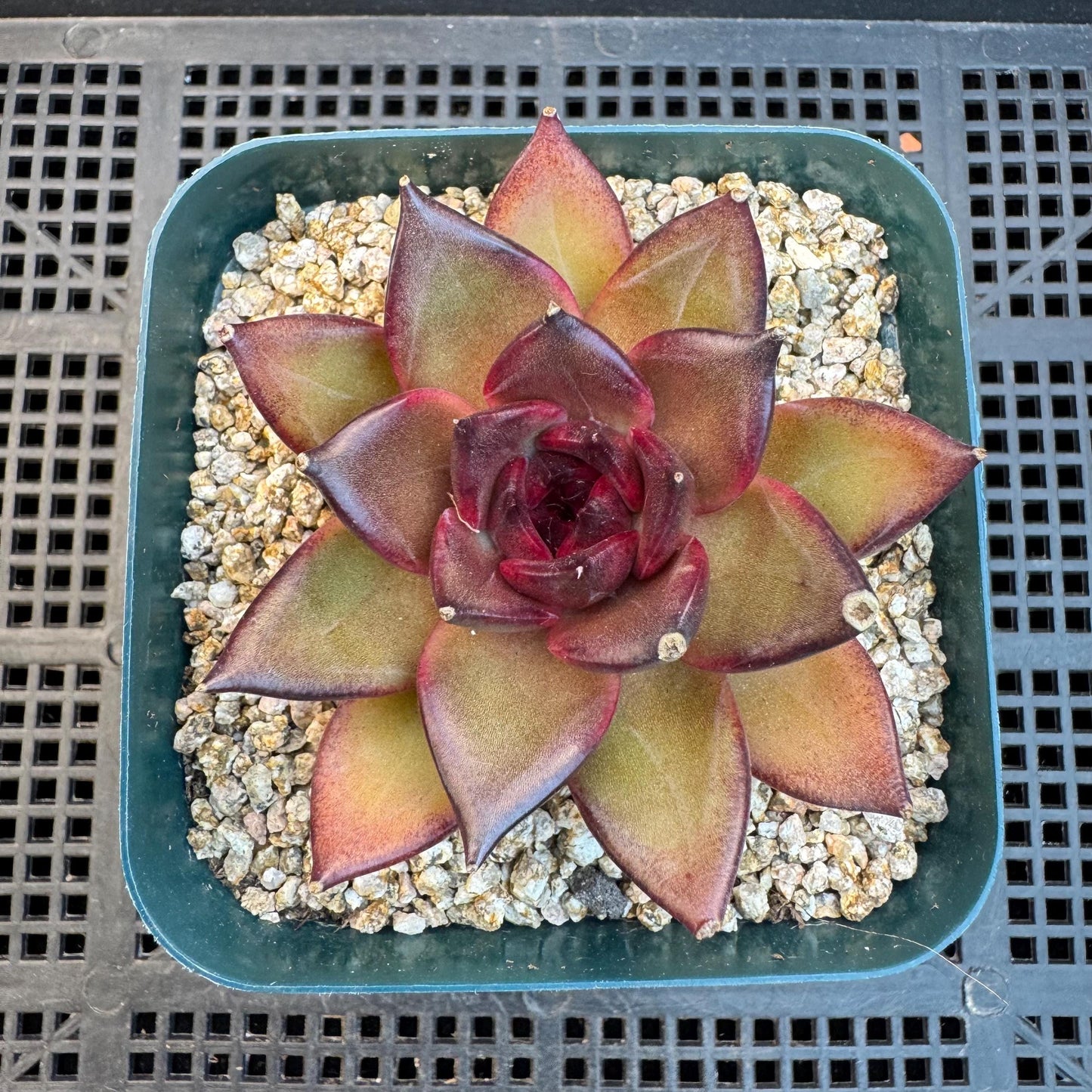 Echeveria ' Magic Chocolate ', single head , 2.7inches, R15