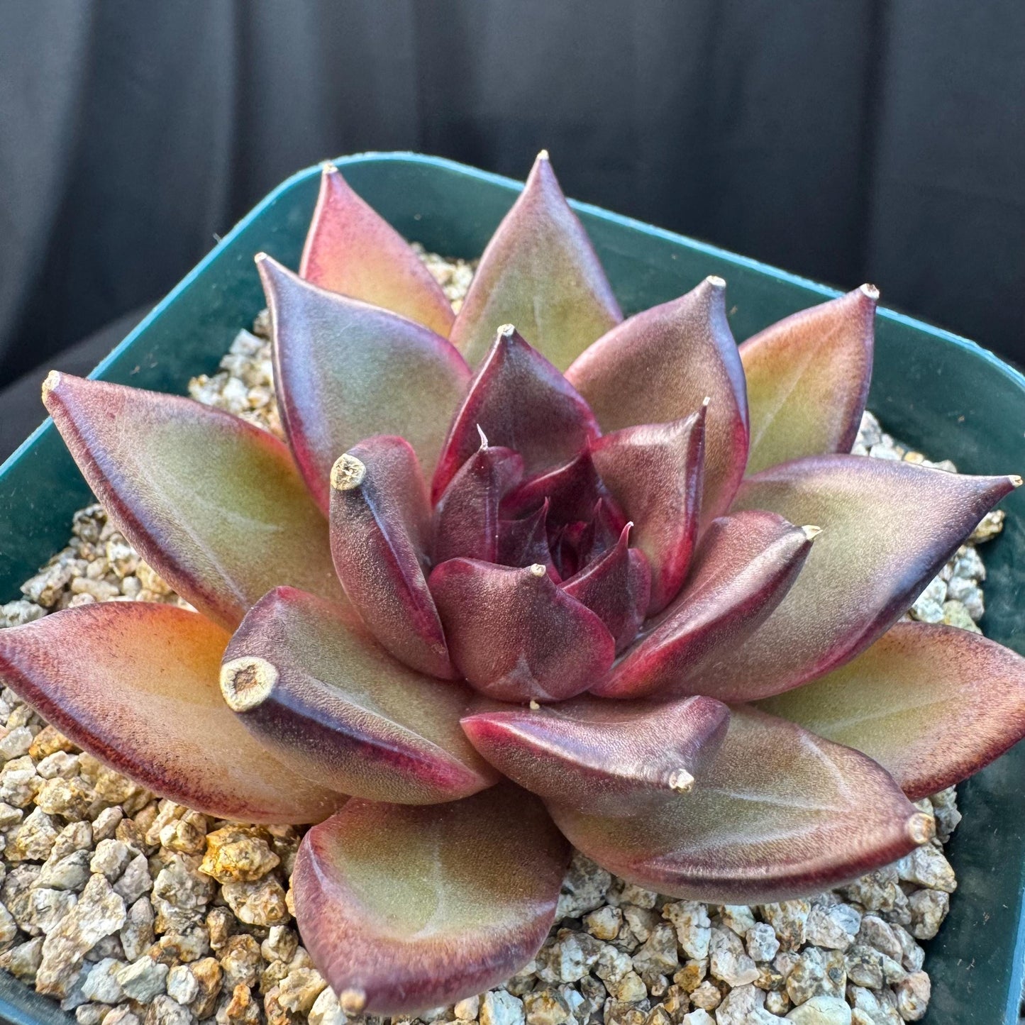 Echeveria ' Magic Chocolate ', single head , 2.7inches, R15