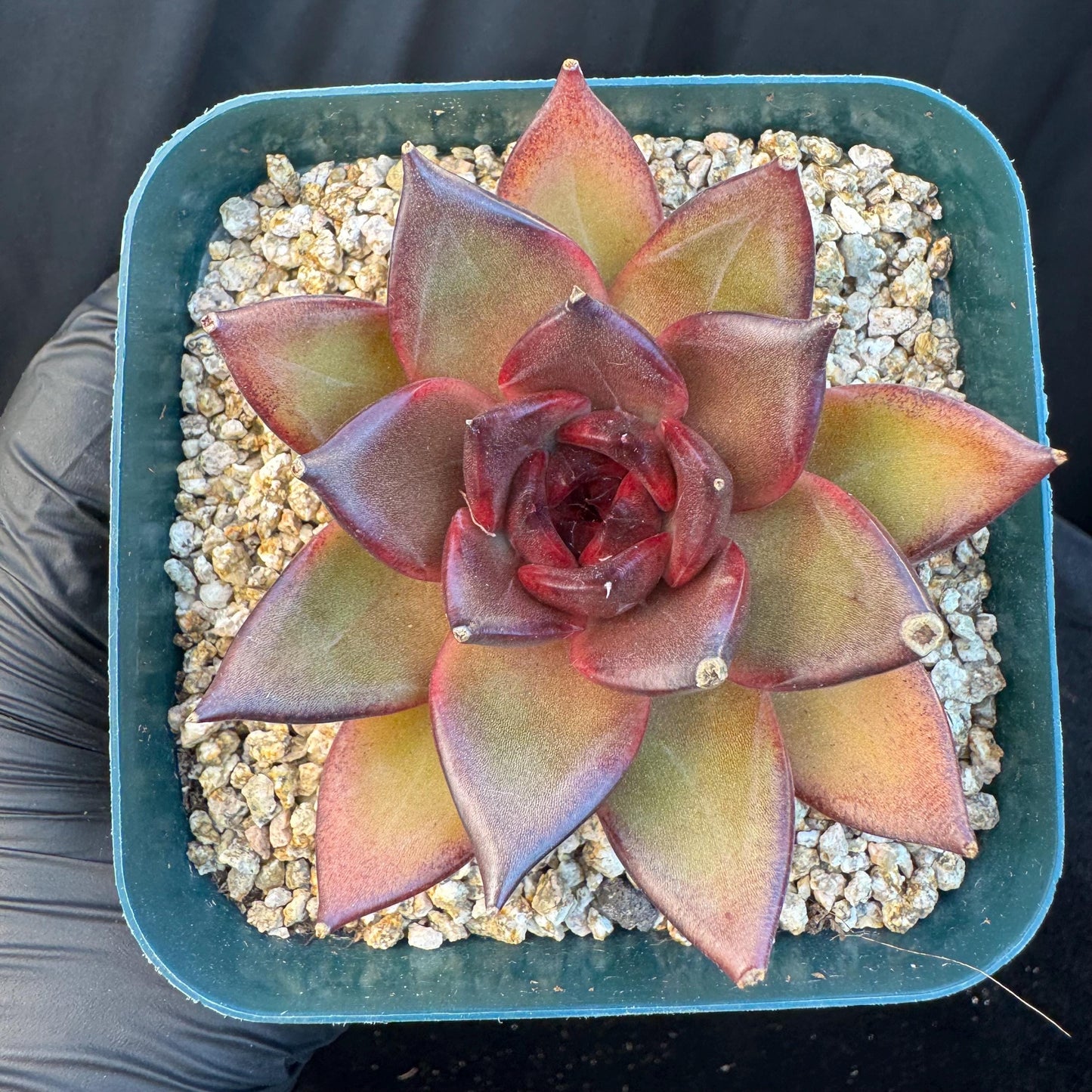 Echeveria ' Magic Chocolate ', single head , 2.7inches, R15