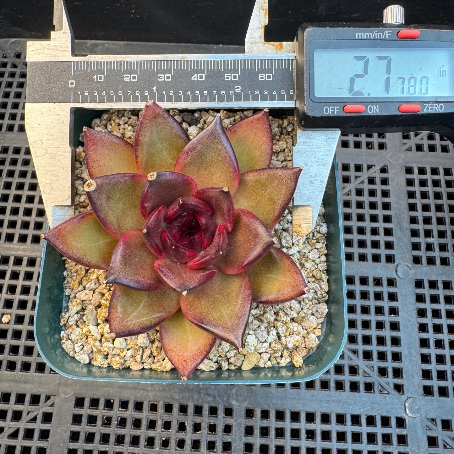 Echeveria ' Magic Chocolate ', single head , 2.7inches, R15