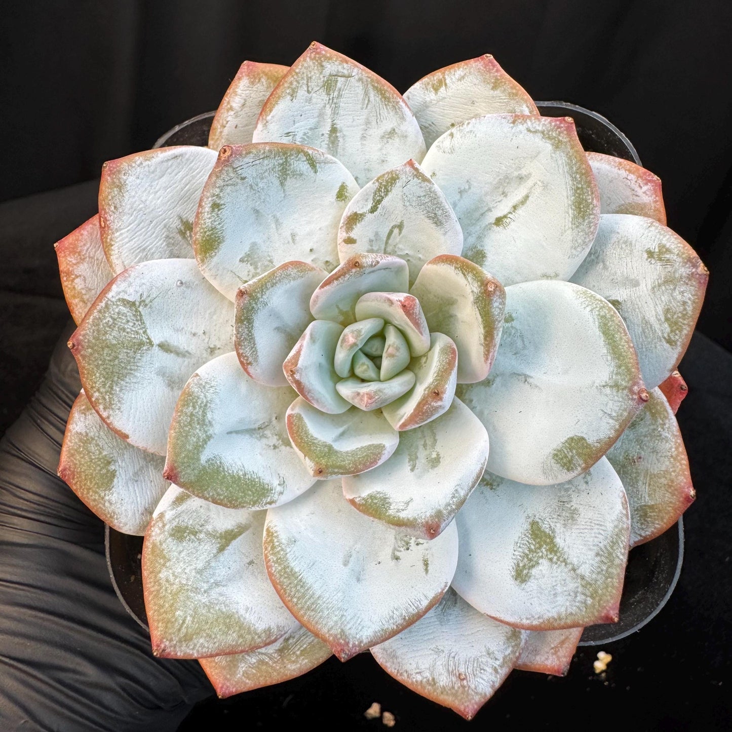 Echeveria ' Laui ', single head, 3.6inches, R03