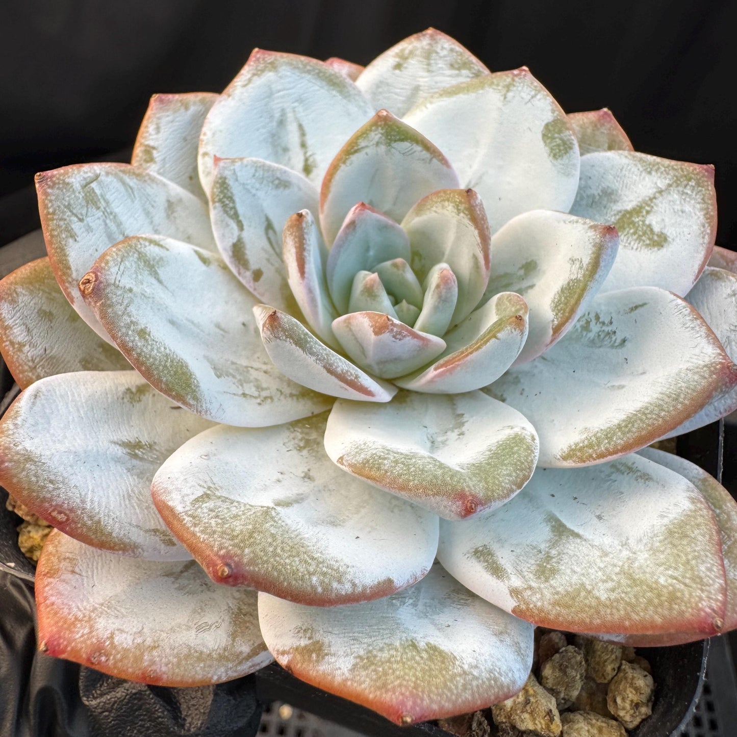 Echeveria ' Laui ', single head, 3.6inches, R03