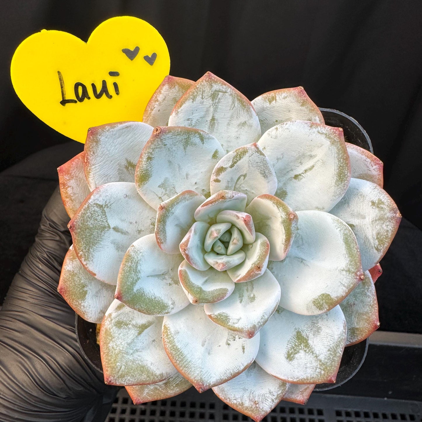 Echeveria ' Laui ', single head, 3.6inches, R03