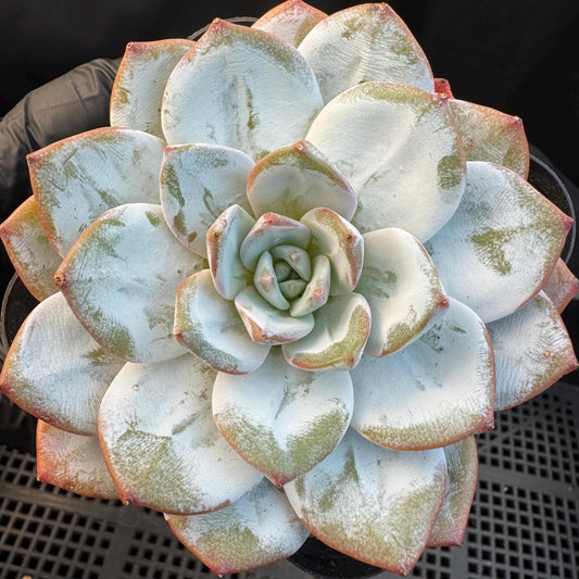 Echeveria ' Laui ', single head, 3.6inches, R03
