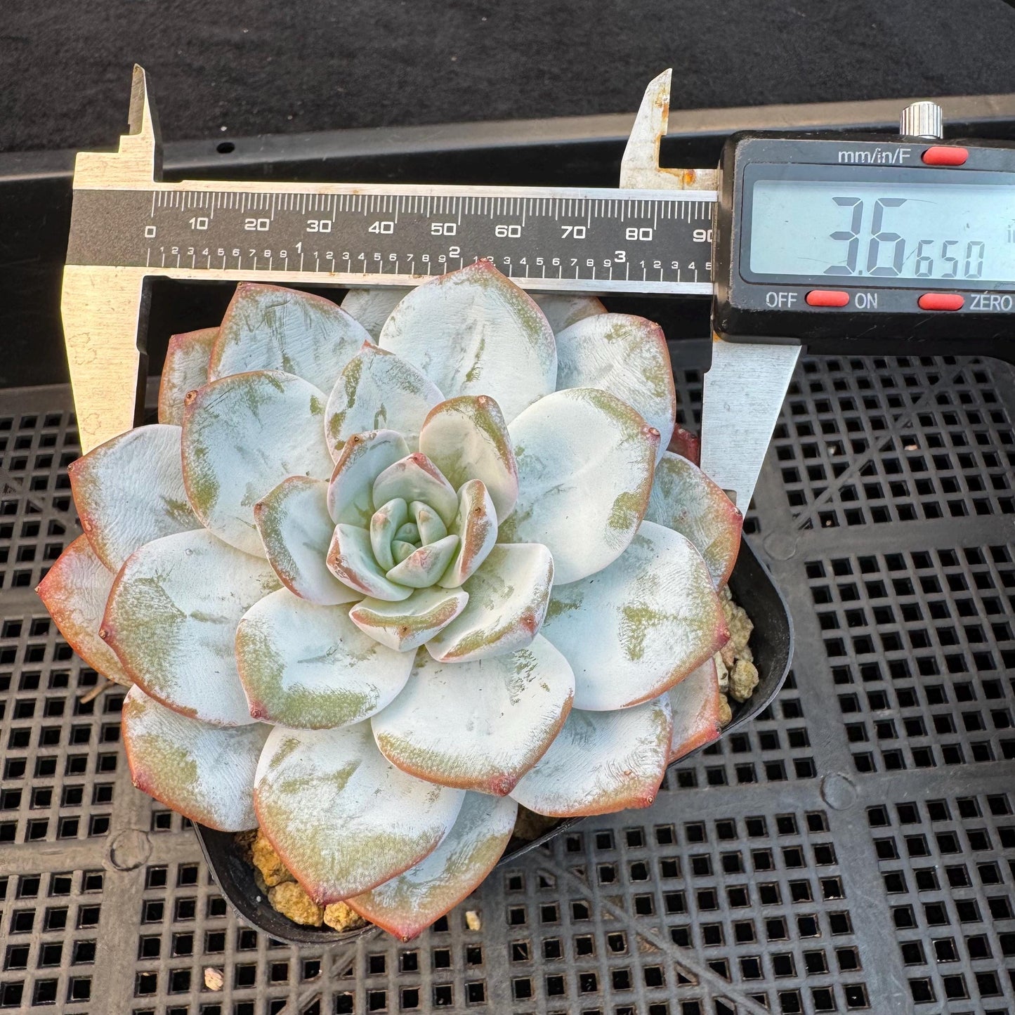 Echeveria ' Laui ', single head, 3.6inches, R03