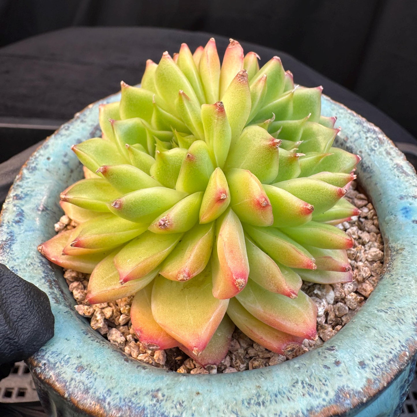 Echeveria' Perfume Lemon ', 1head, 3.0inches, R19