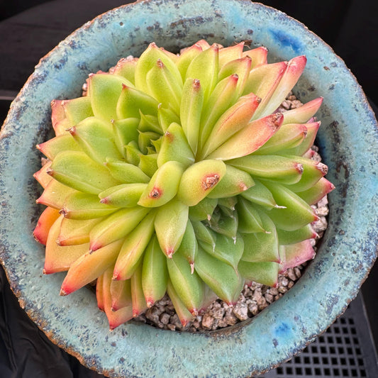 Echeveria' Perfume Lemon ', 1head, 3.0inches, R19