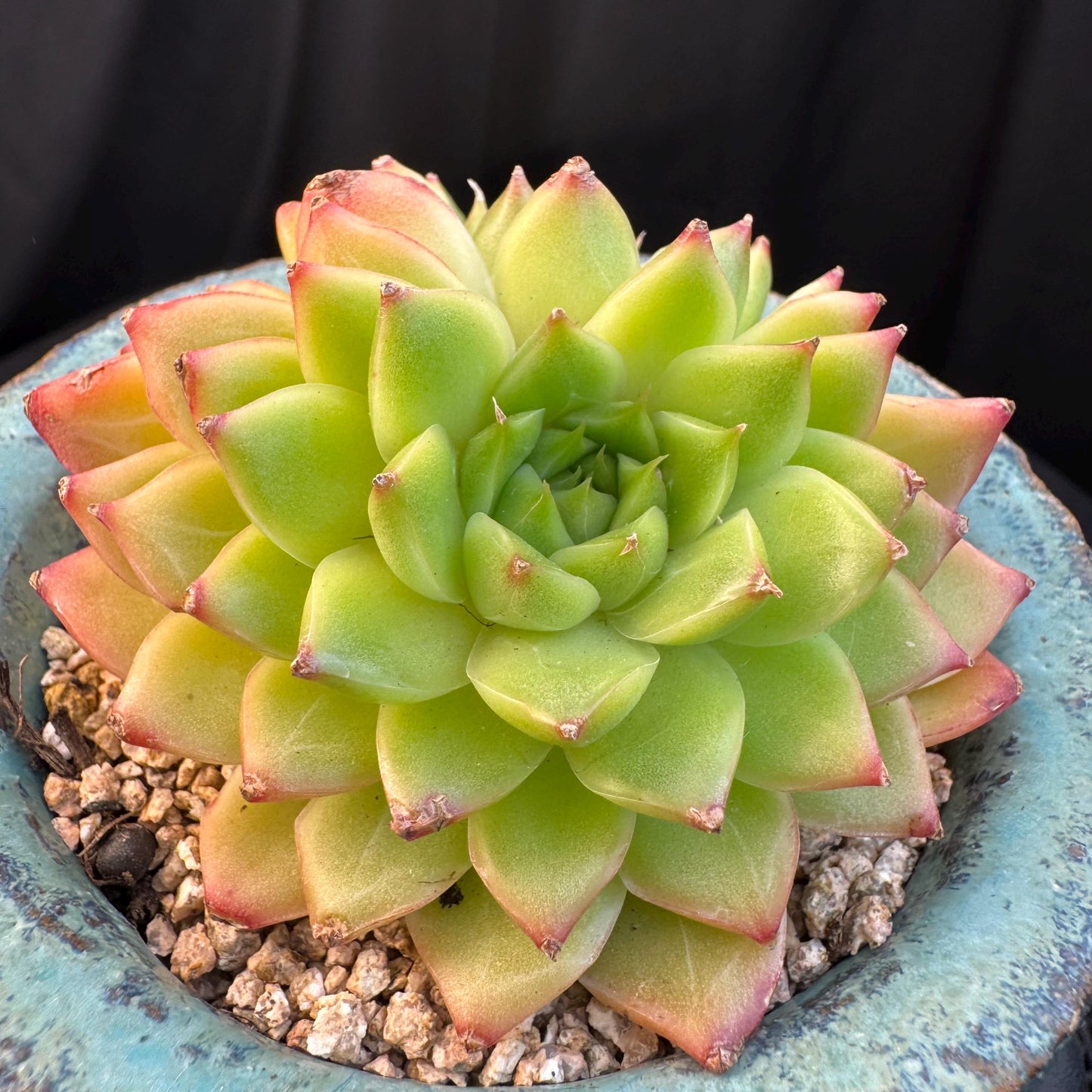 Echeveria' Perfume Lemon ', 1head, 3.0inches, R19