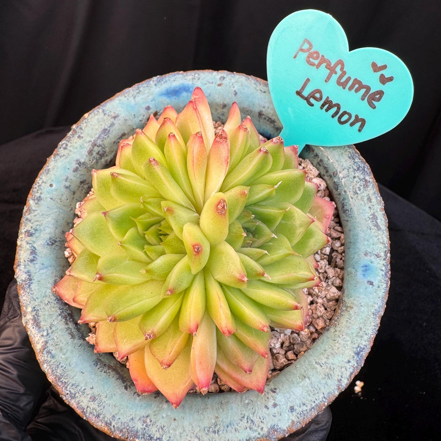 Echeveria' Perfume Lemon ', 1head, 3.0inches, R19