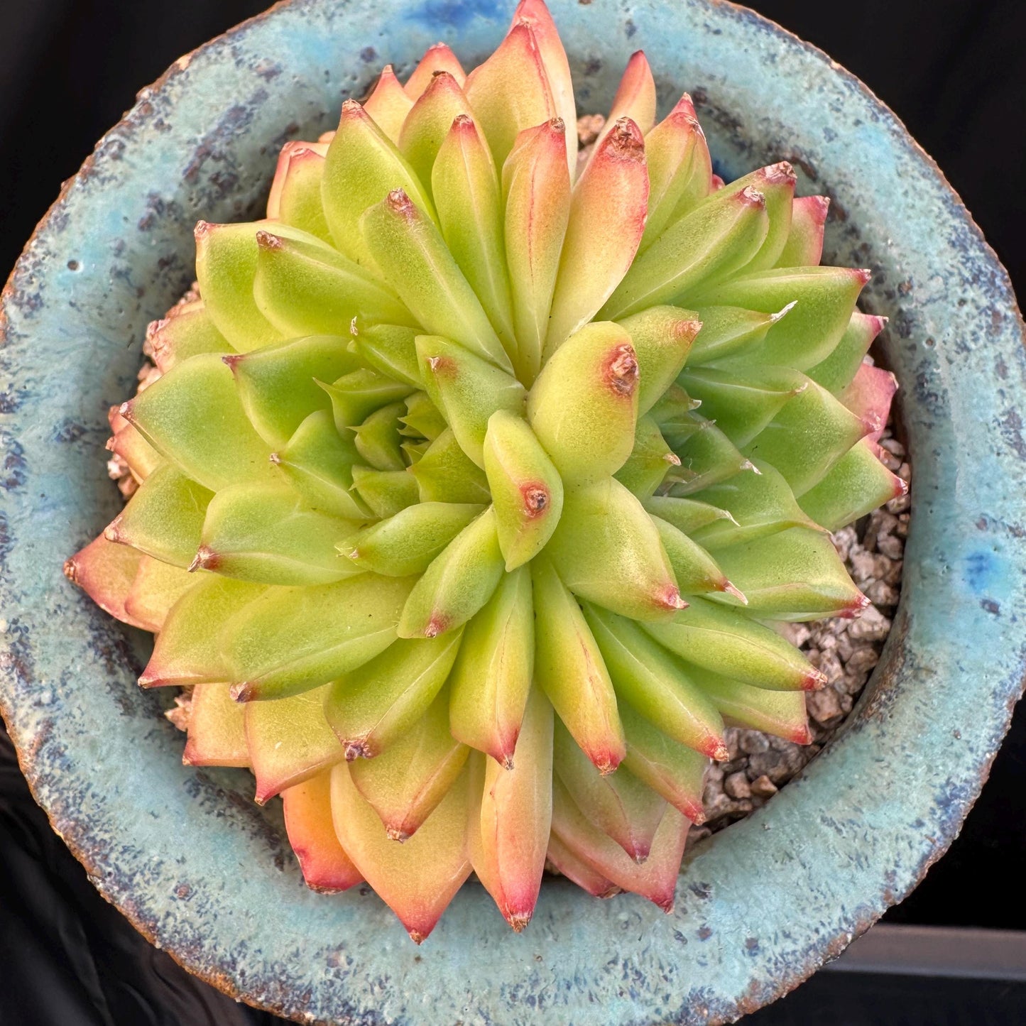 Echeveria' Perfume Lemon ', 1head, 3.0inches, R19