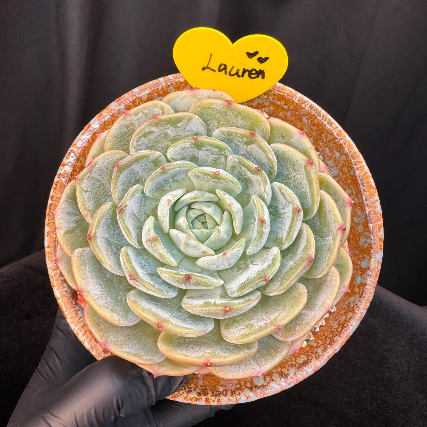 Echeveria ' Lauren ', single head , 3.6inches, R20