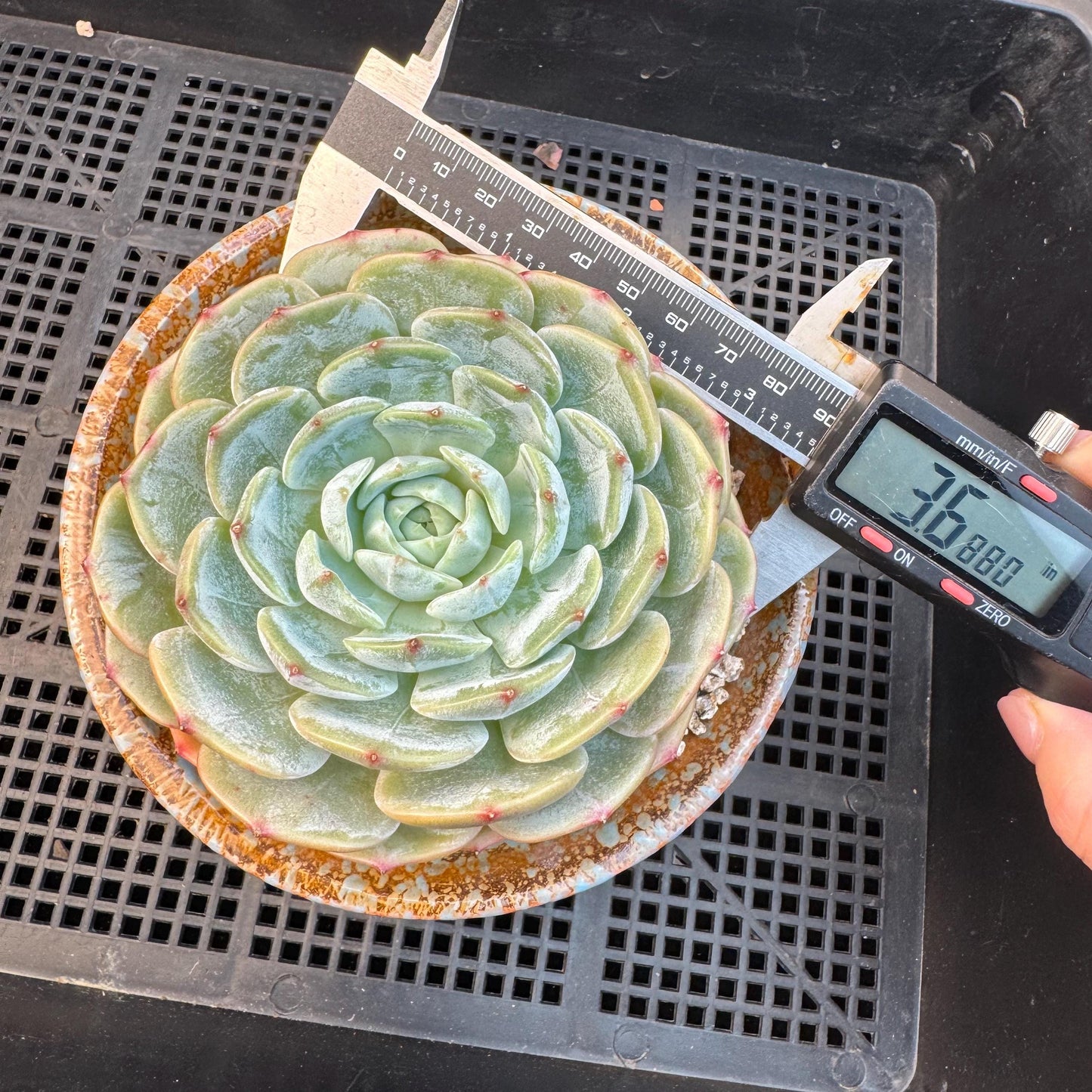 Echeveria ' Lauren ', single head , 3.6inches, R20