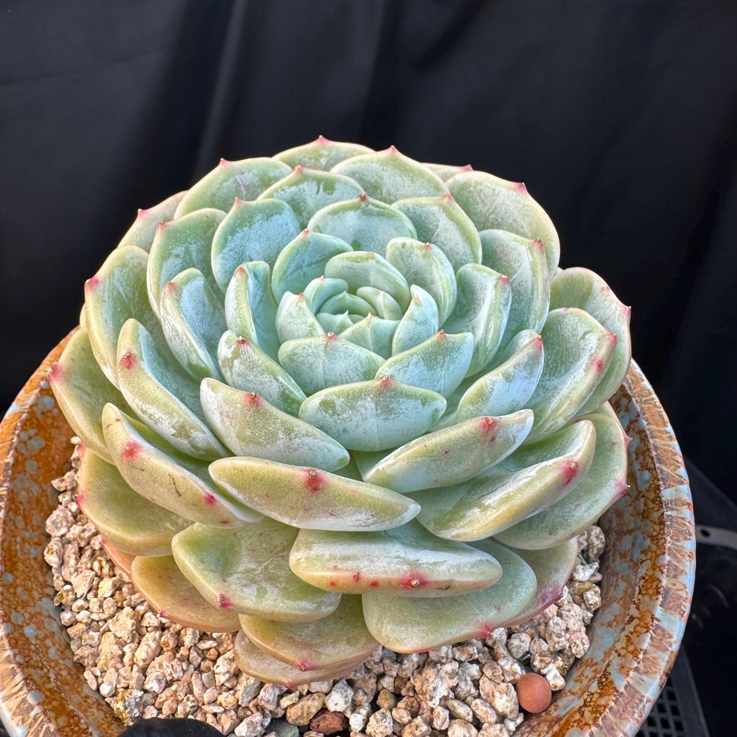Echeveria ' Lauren ', single head , 3.6inches, R20