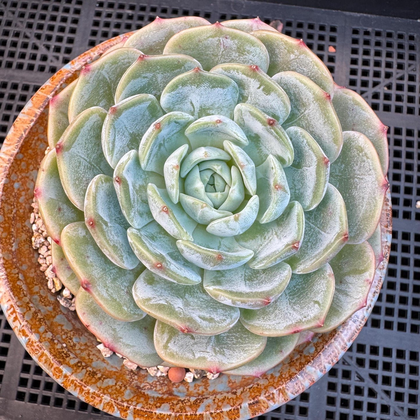 Echeveria ' Lauren ', single head , 3.6inches, R20