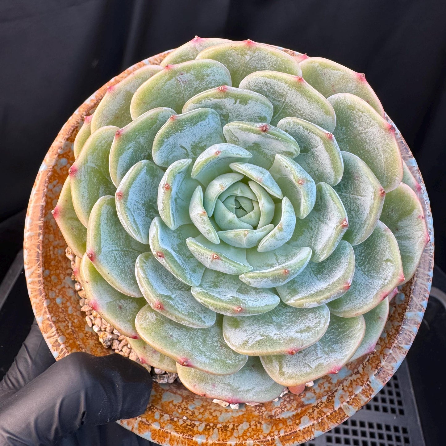 Echeveria ' Lauren ', single head , 3.6inches, R20