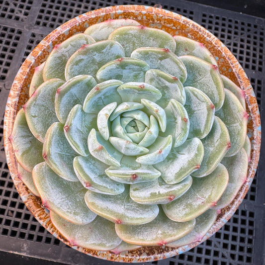Echeveria ' Lauren ', single head , 3.6inches, R20