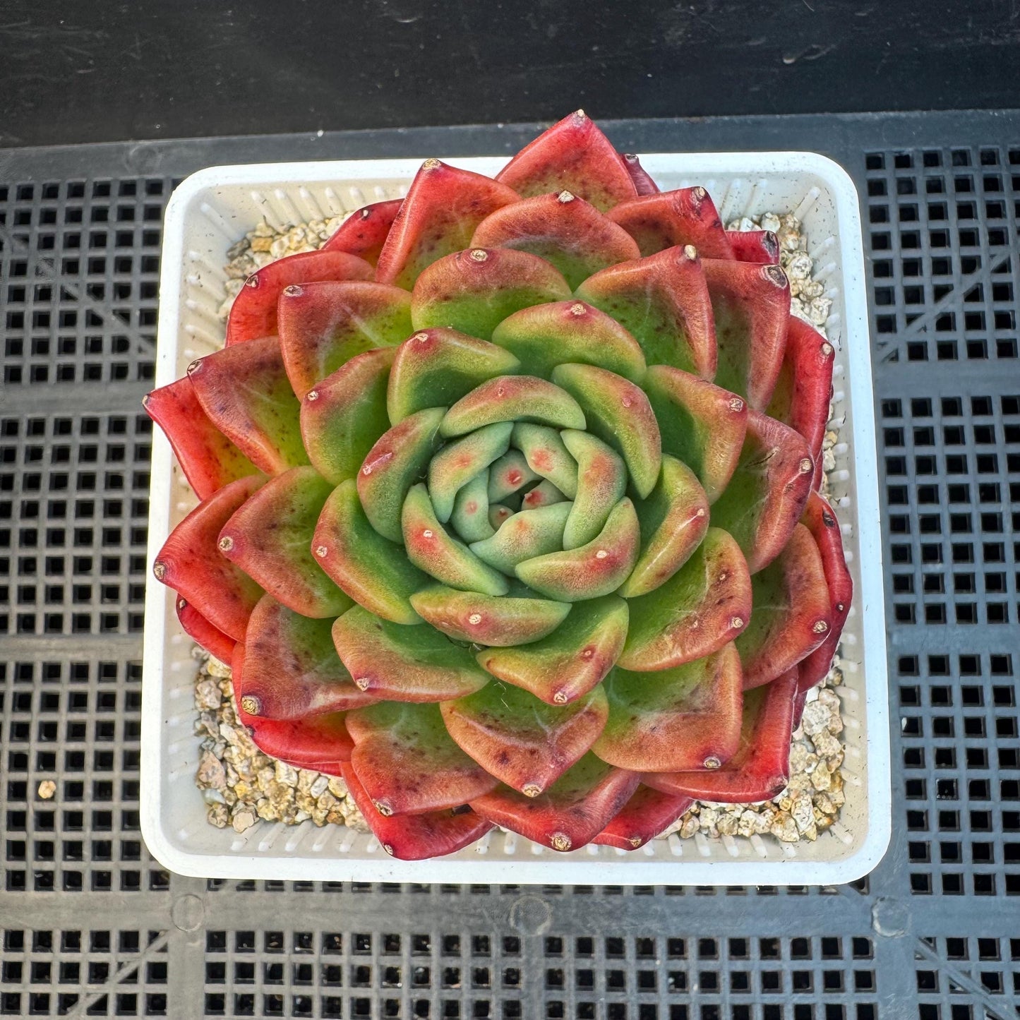 Echeveria ' big freshy peach', a single head, 3.1inches