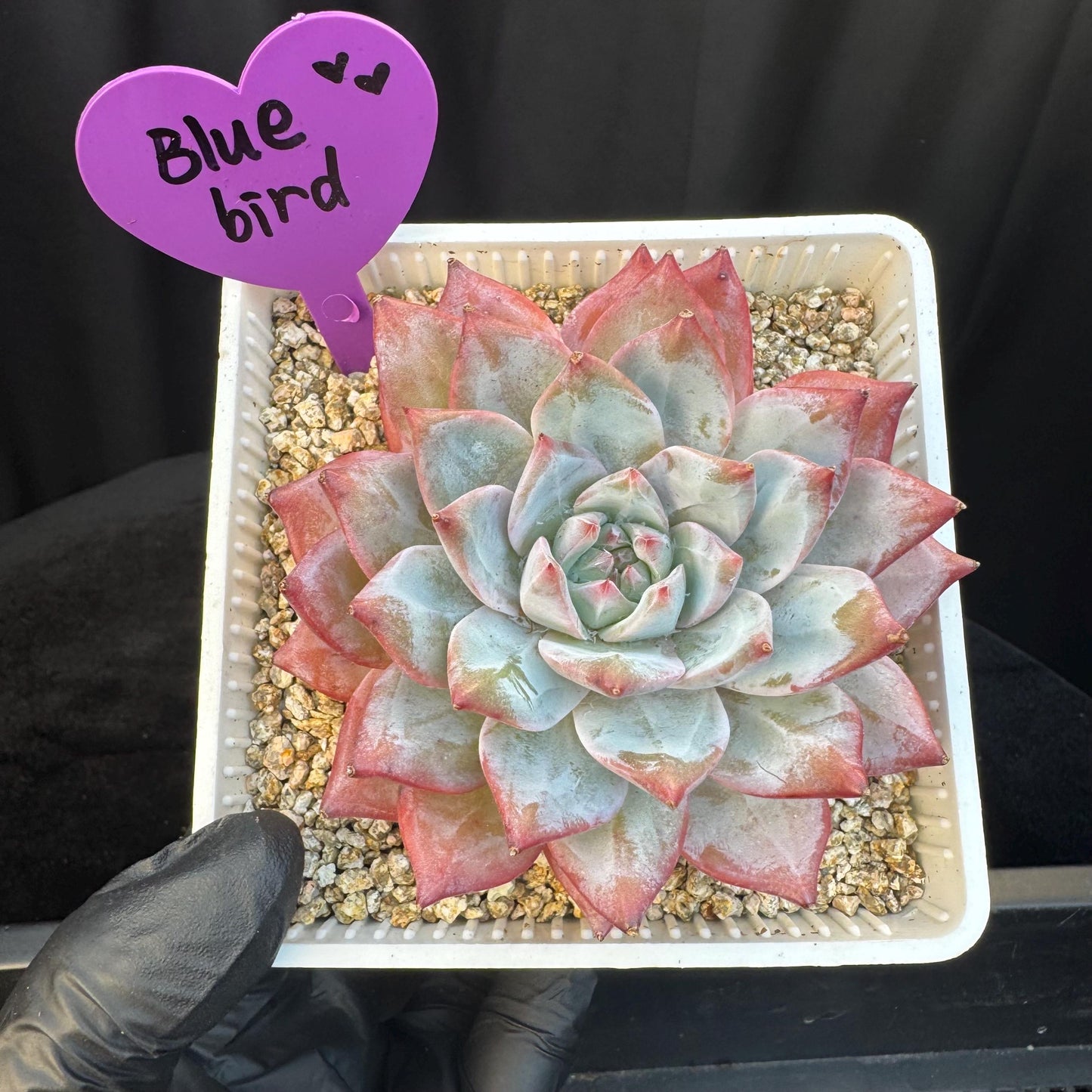 Echeveria ' blue bird',single head , 3.5inches, S08