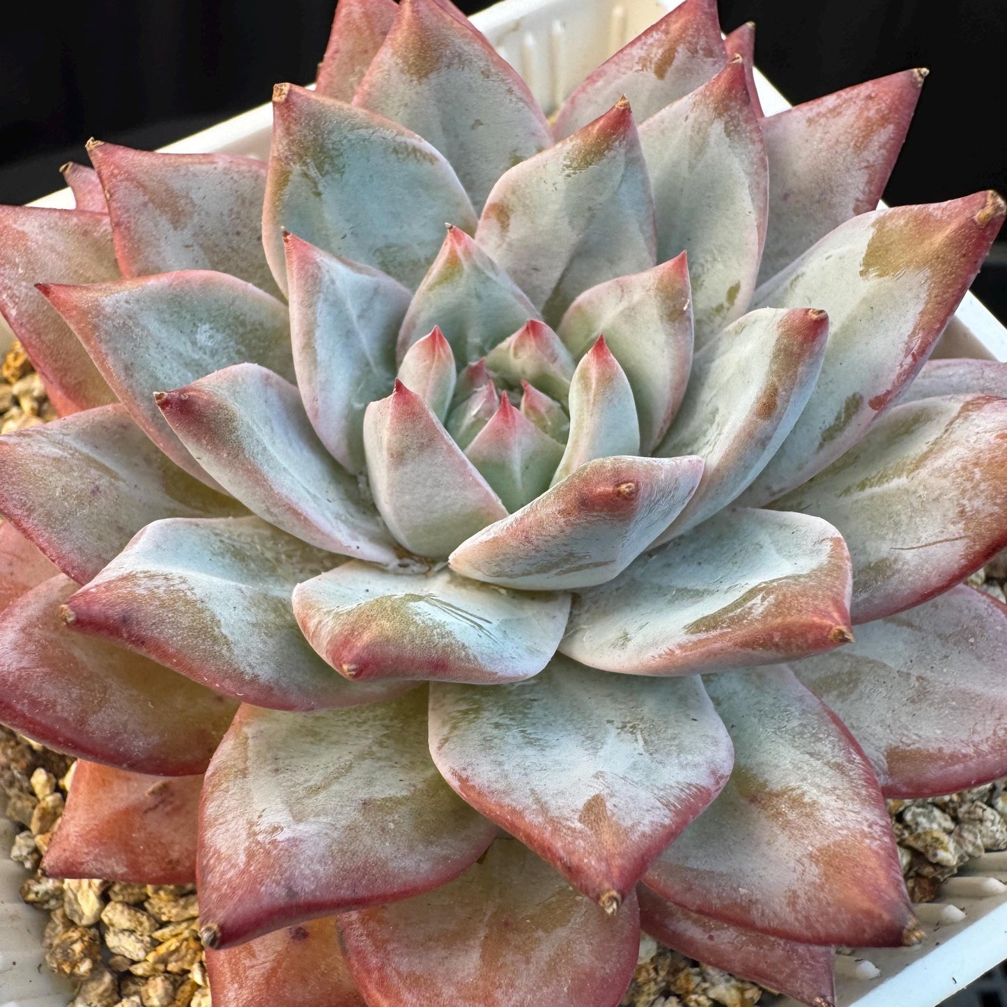 Echeveria ' blue bird',single head , 3.5inches, S08