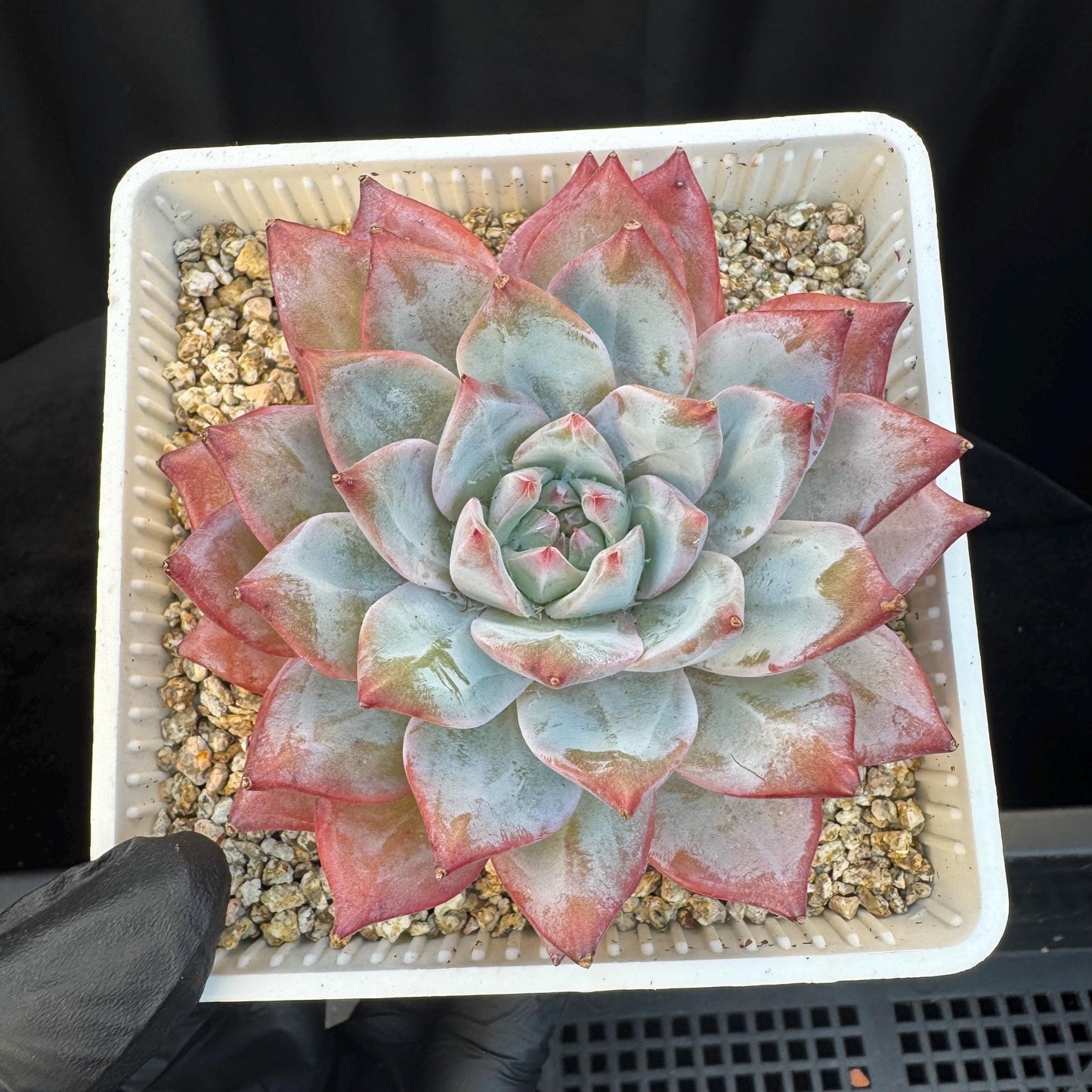 Echeveria ' blue bird',single head , 3.5inches, S08