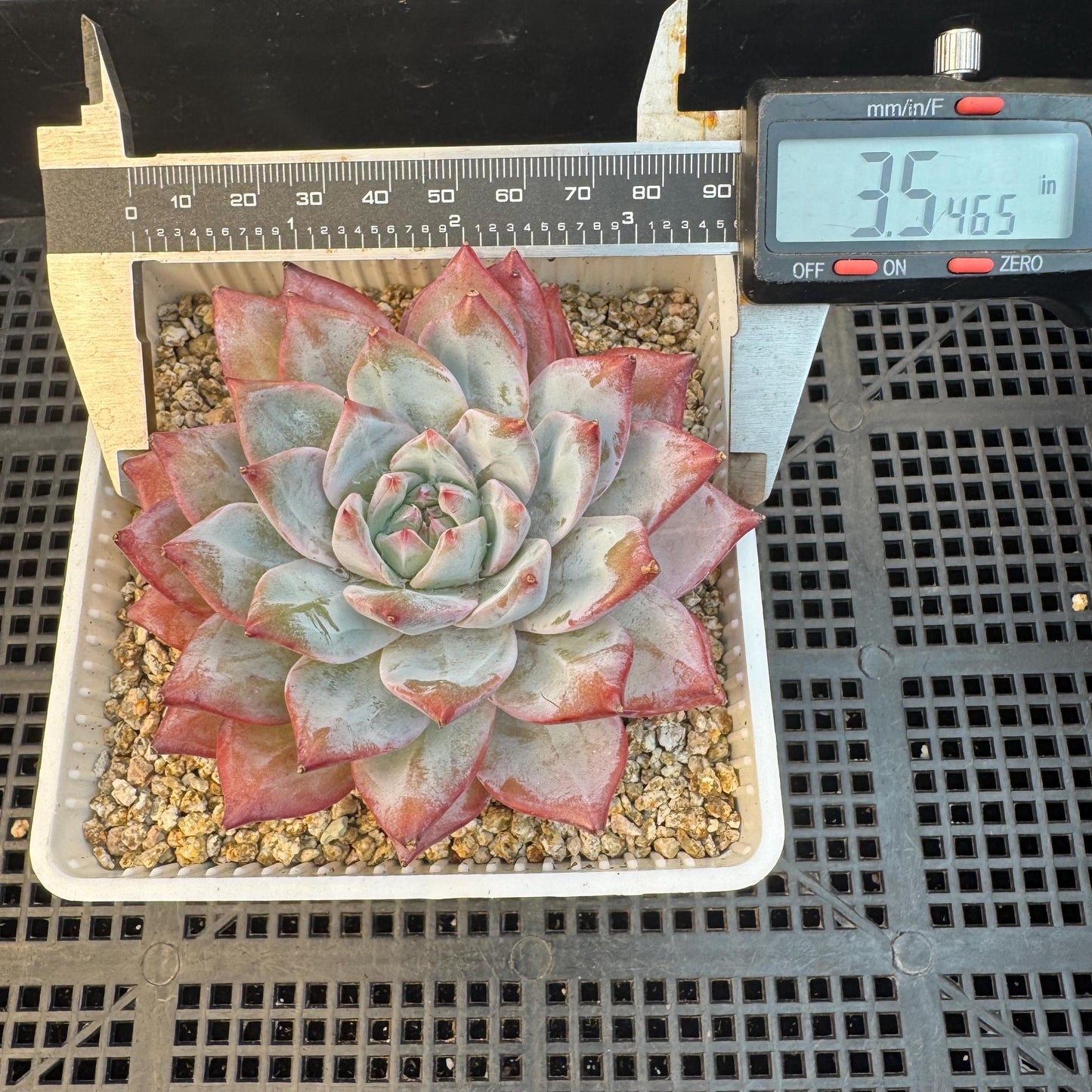 Echeveria ' blue bird',single head , 3.5inches, S08