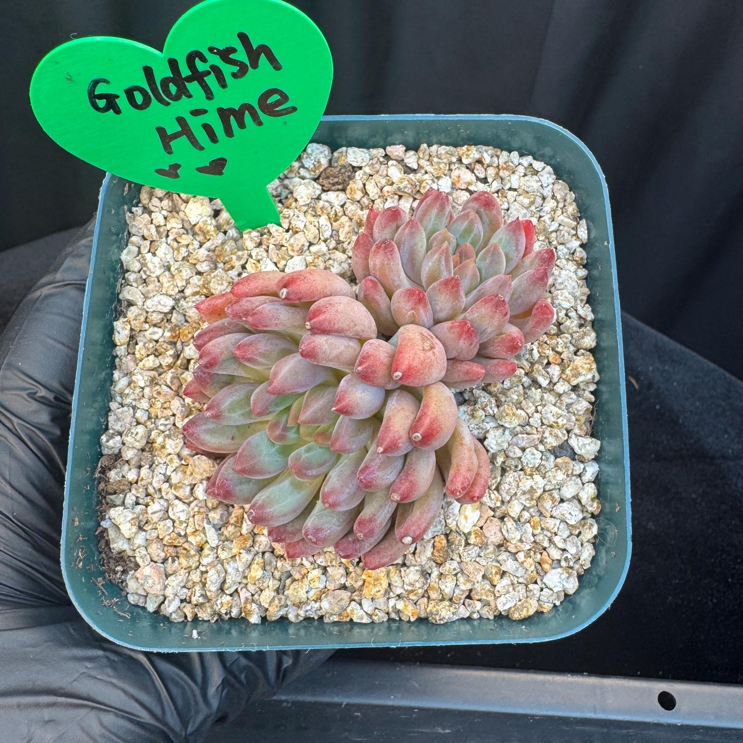 Echeveria ' goldfish hime', 2heads, 2.7inches, S11